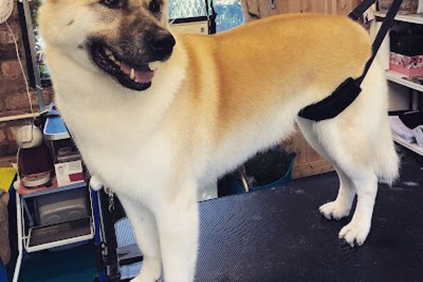 Photo associated with Harper and Hound Dog Groomer