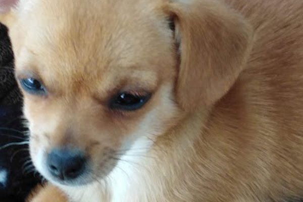 Photo associated with K9 Dog Groomers
