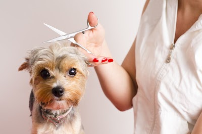 Photo associated with Barkleys Grooming