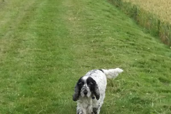 Photo associated with Fur Dressers Dog Grooming Billinge