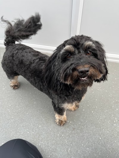 Photo associated with ALL KIND Dog Grooming