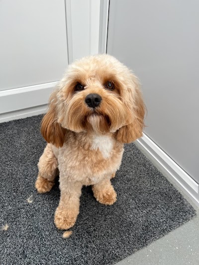 Photo associated with ALL KIND Dog Grooming