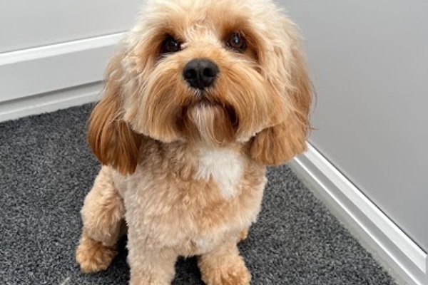 Photo associated with ALL KIND Dog Grooming