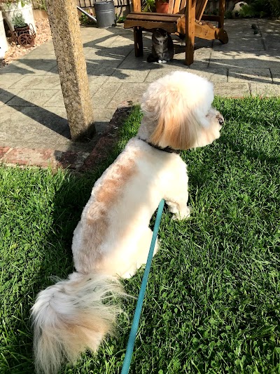 Photo associated with ALL KIND Dog Grooming