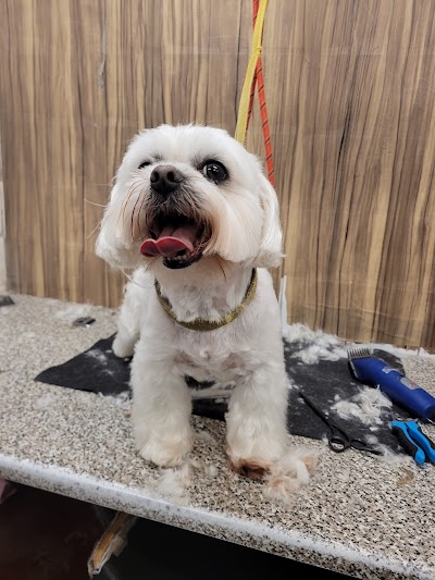 Photo associated with All Dogs Grooming Parlour Sheffield