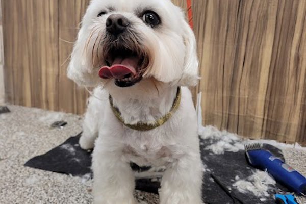Photo associated with All Dogs Grooming Parlour Sheffield