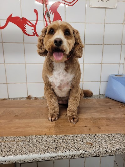 Photo associated with All Dogs Grooming Parlour Sheffield