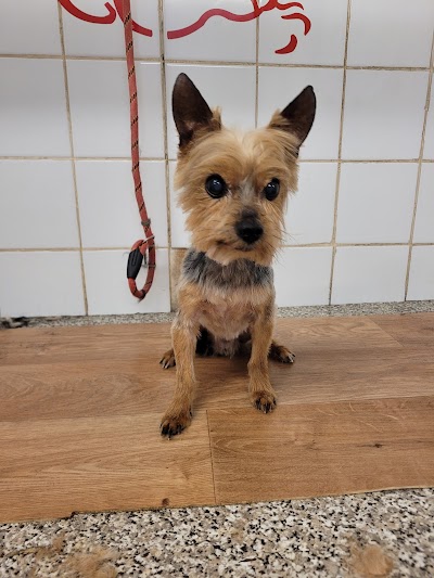 Photo associated with All Dogs Grooming Parlour Sheffield