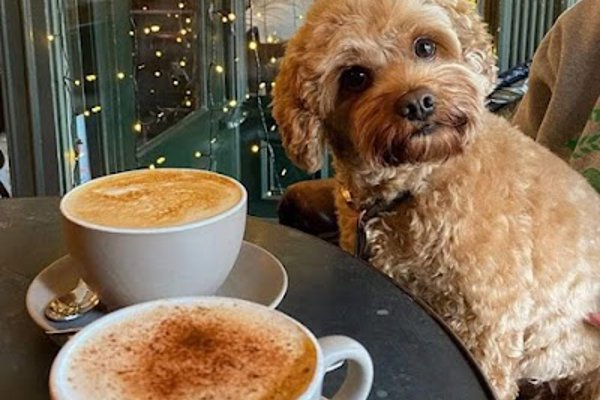 Photo associated with Luv a Dug