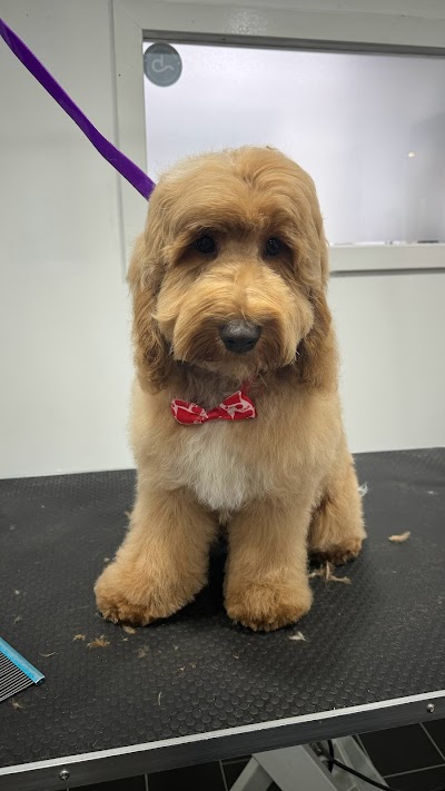 Photo associated with Pampered Pups Professional Dog Grooming Glasgow