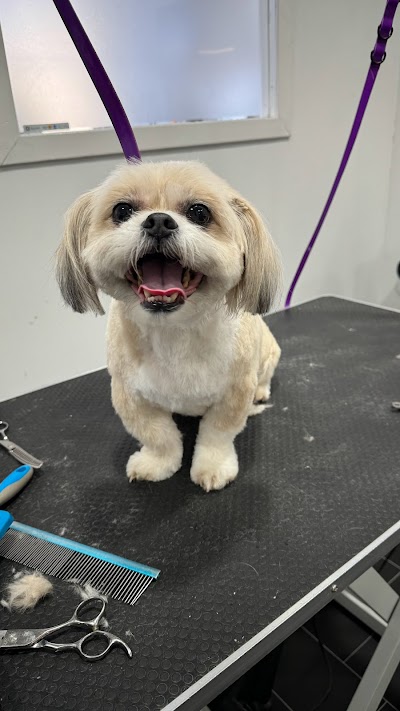 Photo associated with Pampered Pups Professional Dog Grooming Glasgow