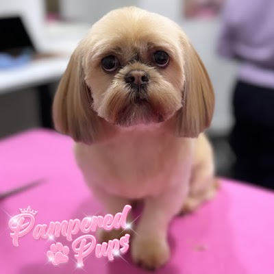 Photo associated with Pampered Pups Professional Dog Grooming Glasgow