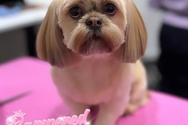 Photo associated with Pampered Pups Professional Dog Grooming Glasgow