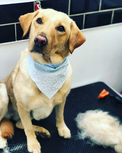 Photo associated with Coopers Cuts Dog Grooming