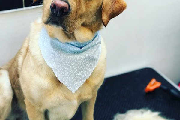 Photo associated with Coopers Cuts Dog Grooming