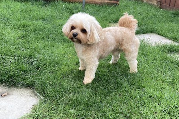 Photo associated with Top Tails Grooming Room