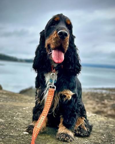 Photo associated with Dashin' Hounds