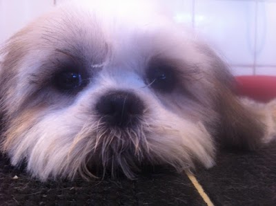 Photo associated with Shakeapaw Mobile Dog Grooming