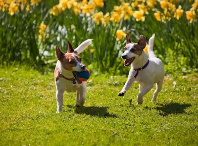 Photo associated with Shakeapaw Mobile Dog Grooming
