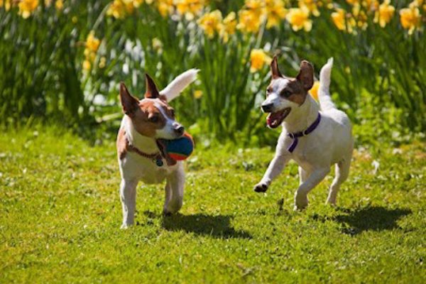Photo associated with Shakeapaw Mobile Dog Grooming