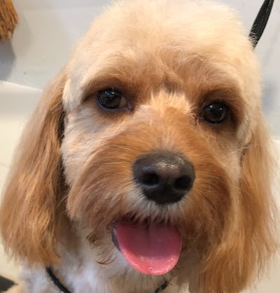 Photo associated with Shakeapaw Mobile Dog Grooming