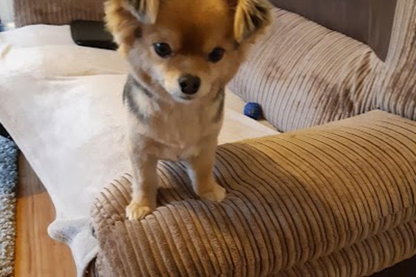 Photo associated with Paws Patrol
