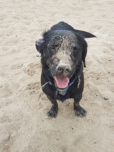 Photo associated with Boswall Dog Grooming