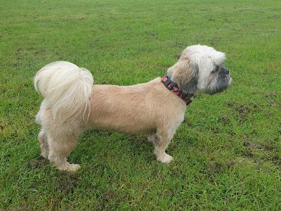 Photo associated with Boswall Dog Grooming