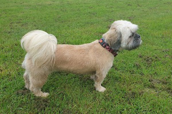 Photo associated with Boswall Dog Grooming
