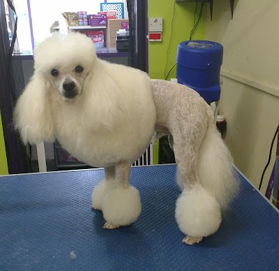 Photo associated with Kelly's Dog Grooming - Fairfield