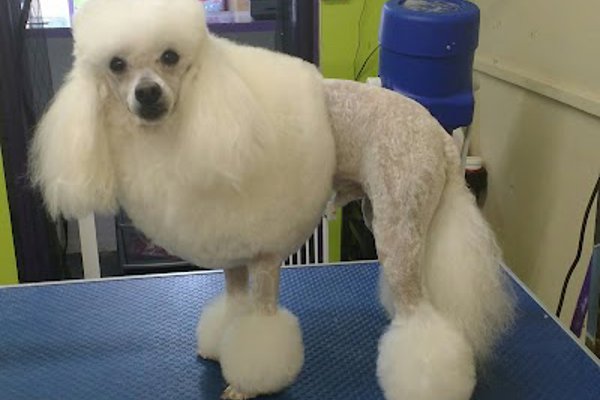 Photo associated with Kelly's Dog Grooming - Fairfield