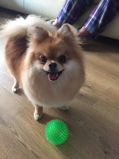 Photo associated with Kelly's Dog Grooming - Fairfield
