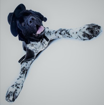 Photo associated with Stinky Dog Grooming