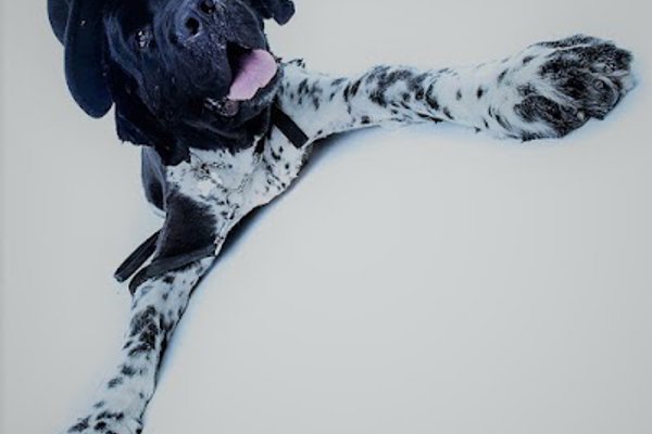 Photo associated with Stinky Dog Grooming