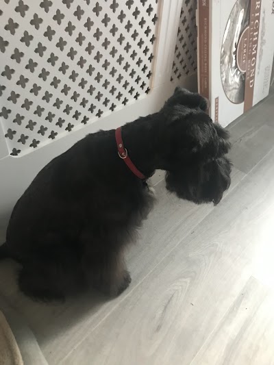 Photo associated with Poochini Dog Groomers