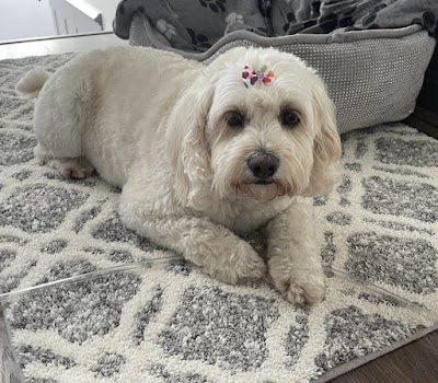 Photo associated with Saddleworth Dog Groomers