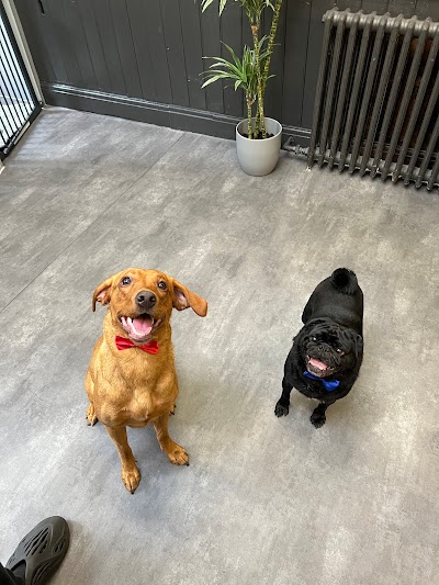 Photo associated with Saddleworth Dog Groomers