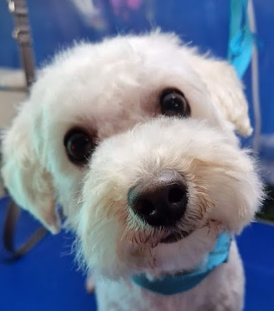 Photo associated with Superstar Dogs. Mobile dog grooming