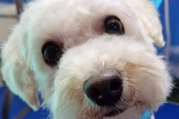 Photo associated with Superstar Dogs. Mobile dog grooming