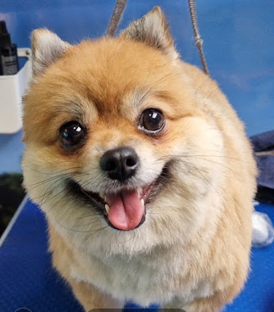 Photo associated with Superstar Dogs. Mobile dog grooming