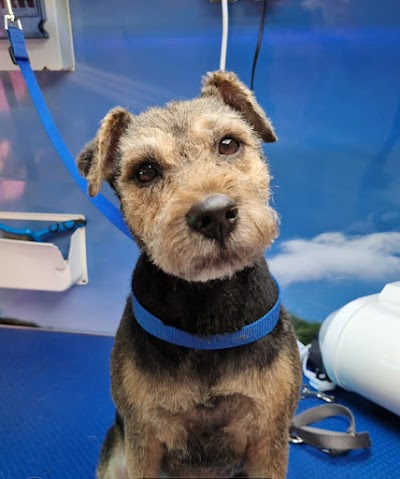 Photo associated with Superstar Dogs. Mobile dog grooming