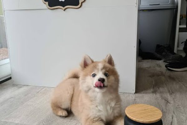 Photo associated with 9Tails Dog Grooming LTD
