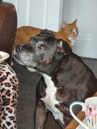 Photo associated with Pooch Pampering Co