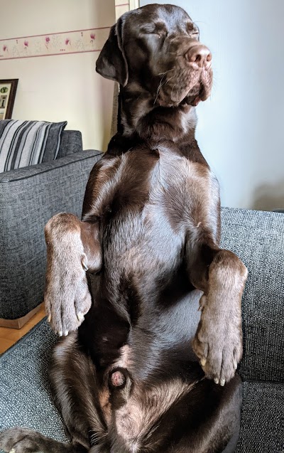Photo associated with Pooch Pampering Co