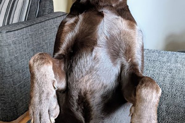 Photo associated with Pooch Pampering Co