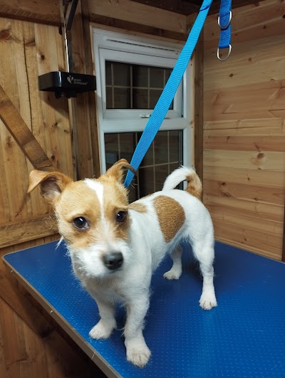 Photo associated with Tracy's Dog Grooming &Hand Stripping Certified Professional Groomer (CPG)