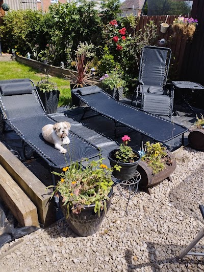Photo associated with Tracy's Dog Grooming &Hand Stripping Certified Professional Groomer (CPG)