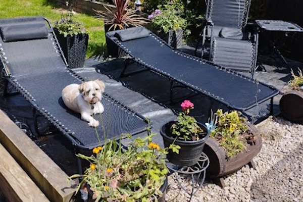 Photo associated with Tracy's Dog Grooming &Hand Stripping Certified Professional Groomer (CPG)