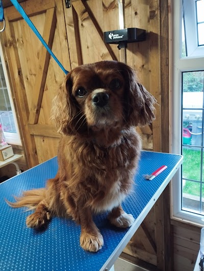Photo associated with Tracy's Dog Grooming &Hand Stripping Certified Professional Groomer (CPG)