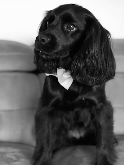 Photo associated with Furnominal dog groomers